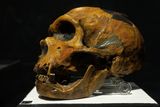 Humans Outlived Neanderthals Likely Because of Differences in Anatomy and Social Skills