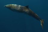 At Almost 500 Feet Below the Water, Experts Heard the Sounds of the Elusive Beaked Whale