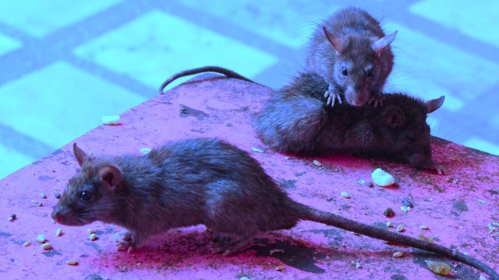 Rat Bite Allegations Surface at Jabalpur Medical College; Investigation Underway