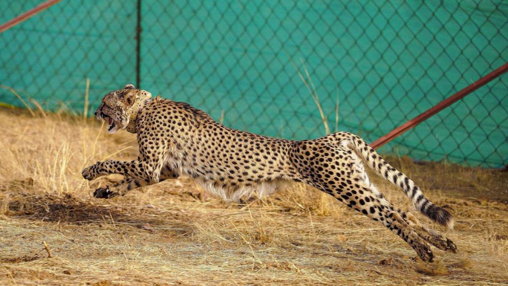 Female Cheetah Relocation: From Kuno to Gandhi Sagar on September 17