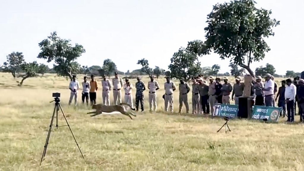 Project Cheetah Marks Three Years: Female Relocated from Kuno to Gandhisagar