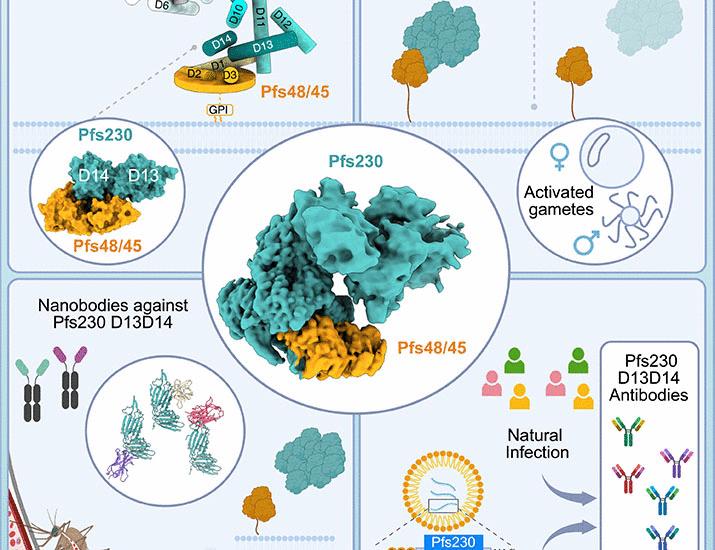 Cryo-EM structure of endogenous Plasmodium falciparum Pfs230 and Pfs48/45 fertilization complex | Science