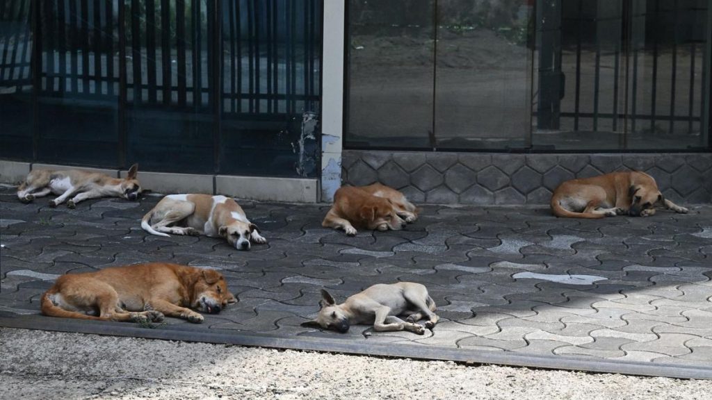Animal Welfare Board of India approves ABC centre in Thripunithura municipality in Kerala