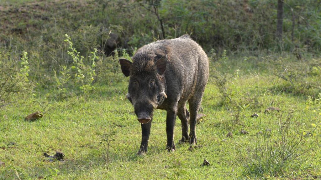 Kerala Culled 4,734 Wild Boars by July Under Local Body Authorization