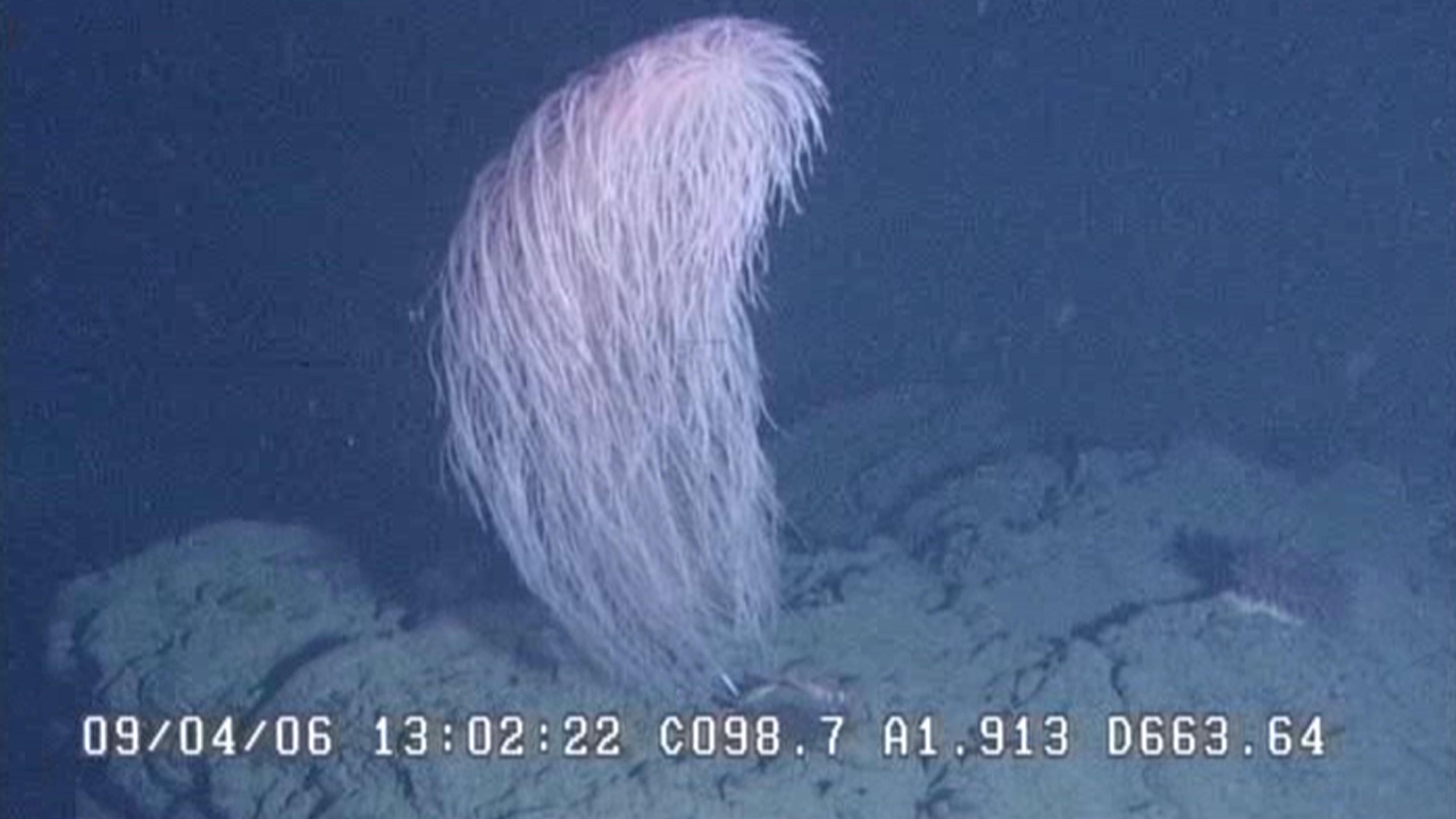 New species of coral named after Chewbacca