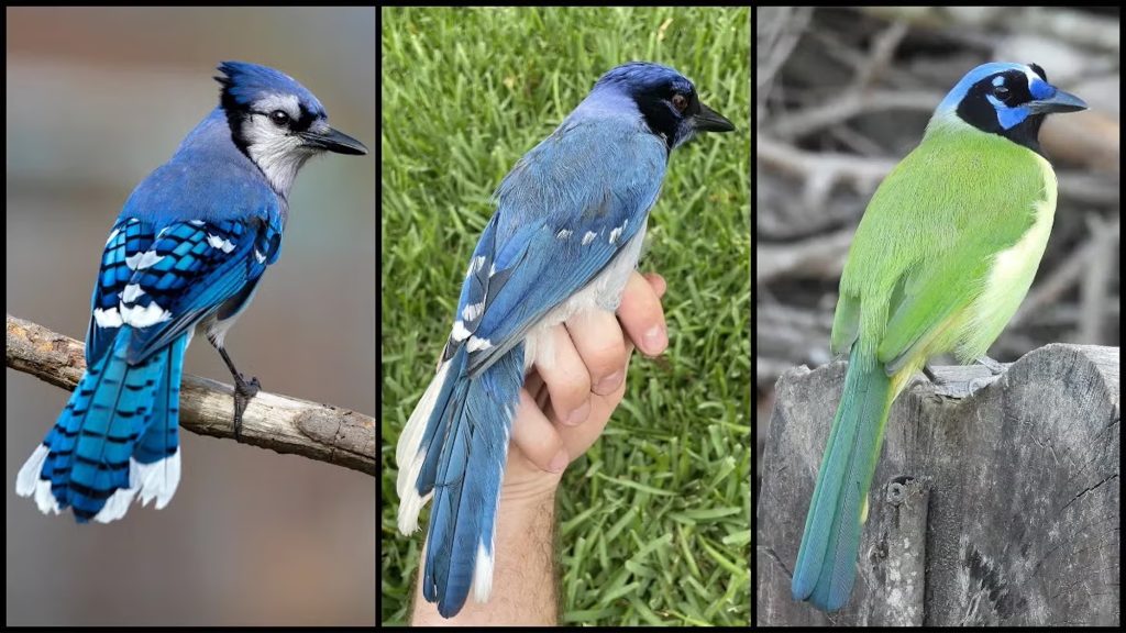 First known wild ‘grue jay’ hybrid spotted in Texas