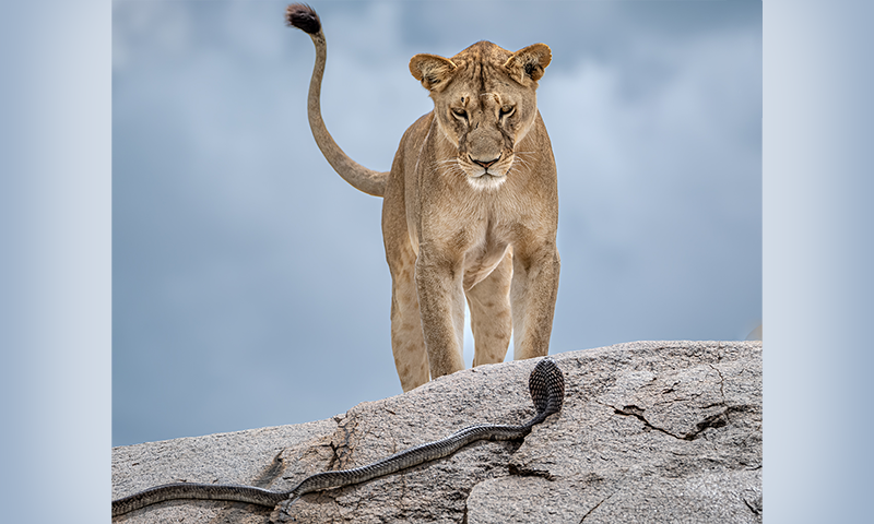 The Lion Versus the Cobra