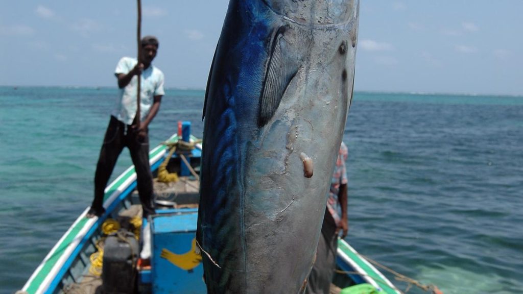 Centre Seeks Global Eco-Label for Lakshadweep's Traditional Tuna Fisheries