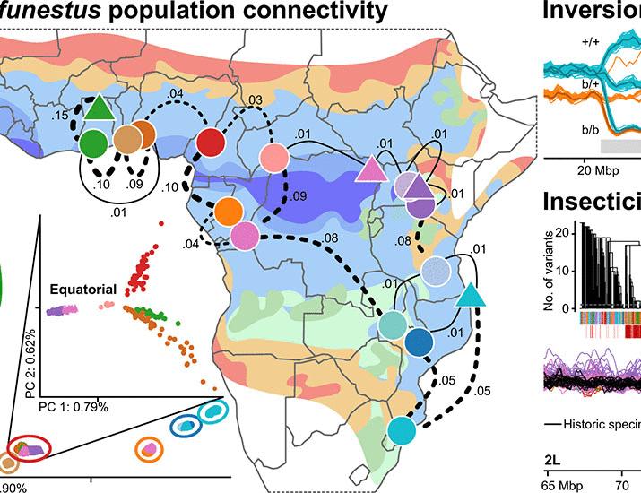 Genomic diversity of the African malaria vector Anopheles funestus | Science