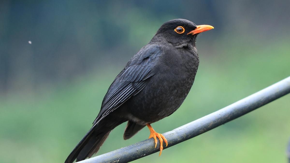 periyar-tiger-reserve-adds-12-species-to-its-faunal-checklist